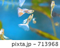 熱帯魚グッピー、ブルーグラスとレッドグラス 熱帯魚グッピー、ブルーグラスとレッドグラス