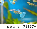 熱帯魚グッピー、ブルーグラスとレッドグラス 熱帯魚グッピー、ブルーグラスとレッドグラス