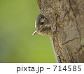 コゲラの雛