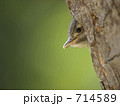 コゲラの雛