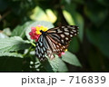 蝶の休憩時間