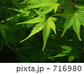 イロハモミジの若葉