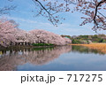 不忍池の桜並木