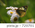 モンキチョウ