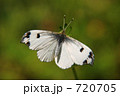 ツマキチョウ