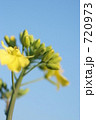 菜の花