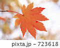 ハウチワカエデ