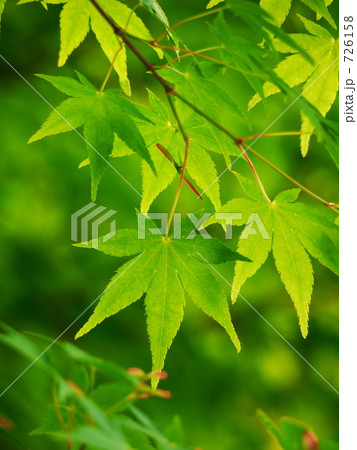 五月の緑 4 五月の緑 4