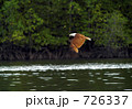 大きな鷲