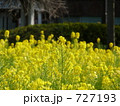 菜の花 菜の花