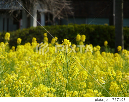 菜の花