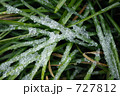 みぞれ草