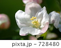 りんごの雌しべと雄しべ