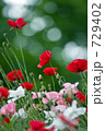 Papaver orientale