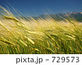 風にそよぐ麦穂