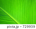 芭蕉の葉