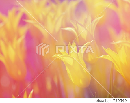 花 チューリップ 幻想的