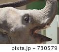 アジアゾウ