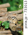 シマリス　０８