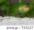733227