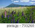 ルピナスと岩手山