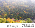 原生林の紅葉