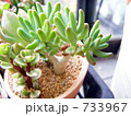 多肉植物のミニ鉢