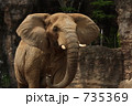 アフリカ象(多摩動物公園)
