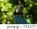 ルリコンゴウインコ(多摩動物公園)