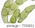 そら豆