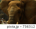 アフリカゾウのアップ