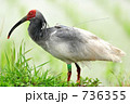 水田をバックに佇む朱鷺 鳥 朱鷺 新潟県