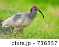 水田に舞い降りた朱鷺 鳥 朱鷺 新潟県