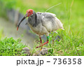 水田で探餌する朱鷺 新潟県 富山県 佐渡