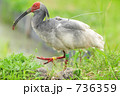 鳥 朱鷺 トキ