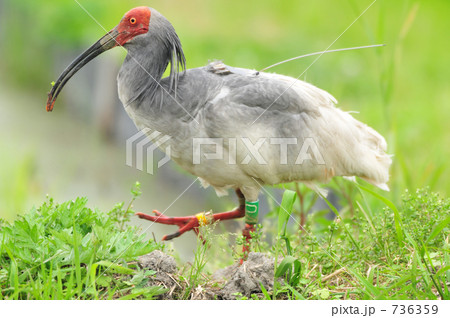 放鳥トキ 鳥 朱鷺 新潟県