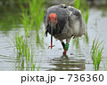 水田で餌を啄む放鳥トキ 鳥 朱鷺 環境