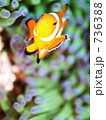 Amphiprion ocellaris　（カクレクマノミ
