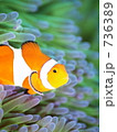 Amphiprion ocellaris　（カクレクマノミ