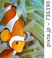 Amphiprion ocellaris　（カクレクマノミ