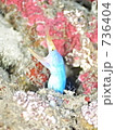 Ribbon eel　Rhinomuraena quaesita　：　ハナヒゲウツボ