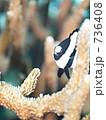 White tailed damselfish　(ミスジリュウキュウスズメダイ　