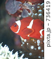Spinecheek anemonefish(Premnas biaculeatus : スパインチークアネモネフィッシュ