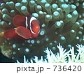 Spinecheek anemonefish(Premnas biaculeatus : スパインチークアネモネフィッシュ