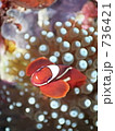 Spinecheek anemonefish(Premnas biaculeatus : スパインチークアネモネフィッシュ