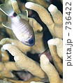 archamia dispilus　（スミツキアトヒキテンジュクダイ