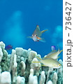 Randall's anthias　・Randall's fairy basslet　（フチドリハナダイ　　　　　　　　　　