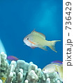 Randall's anthias　・Randall's fairy basslet　（フチドリハナダイ　　　　　　　　　　