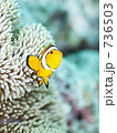 Amphiprion ocellaris　（カクレクマノミ