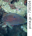Calloplesiops altivelis(シモフリタナバタウオ